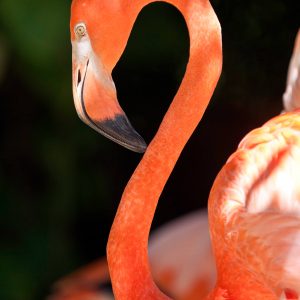 flamencos-04 (1)
